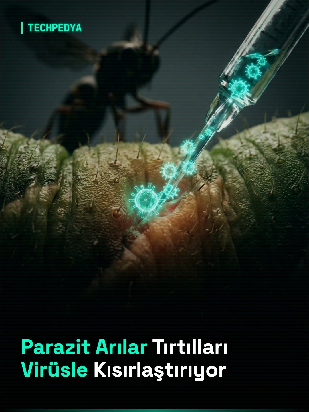 Parazit Arılar Tırtılları Virüsle Kısırlaştırıyor