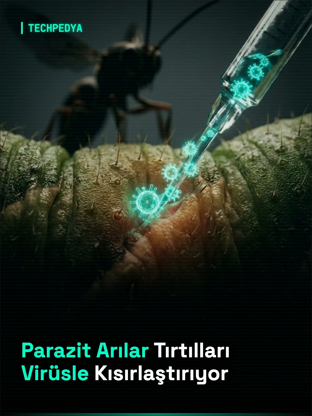 Parazit Arılar Tırtılları Virüsle Kısırlaştırıyor