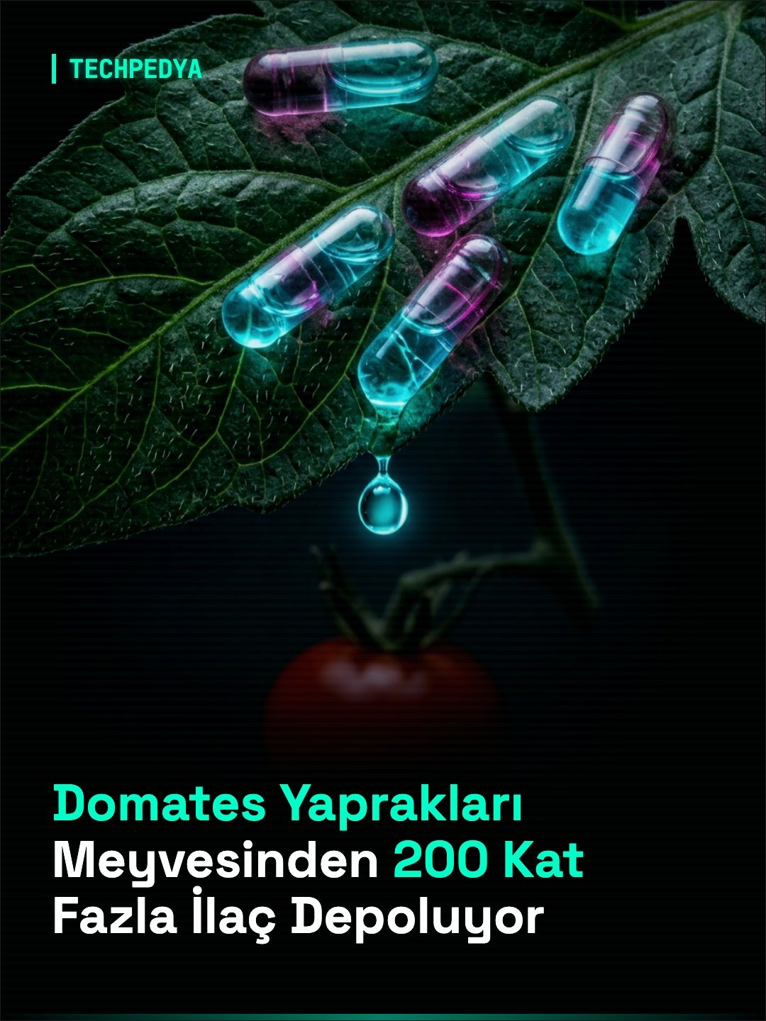 Domates Yaprakları Meyvesinden 200 Kat Fazla İlaç Depoluyor