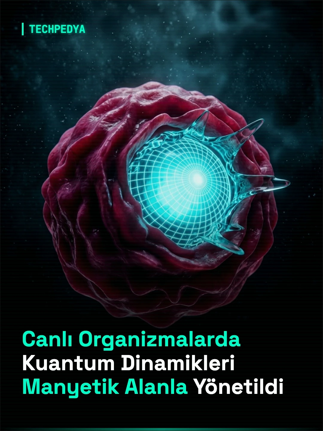 Canlı Organizmalarda Kuantum Dinamikleri Manyetik Alanla Yönetildi