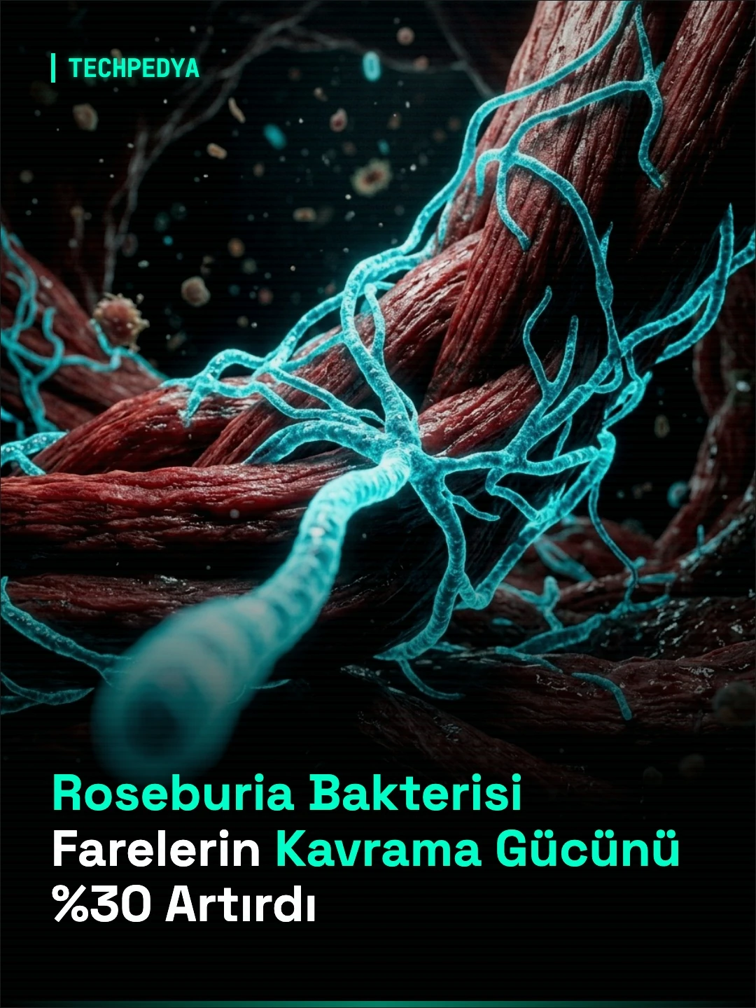 Roseburia Bakterisi Farelerin Kavrama Gücünü %30 Artırdı