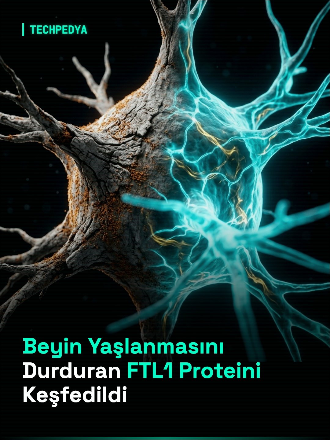 Beyin Yaşlanmasını Durduran FTL1 Proteini Keşfedildi