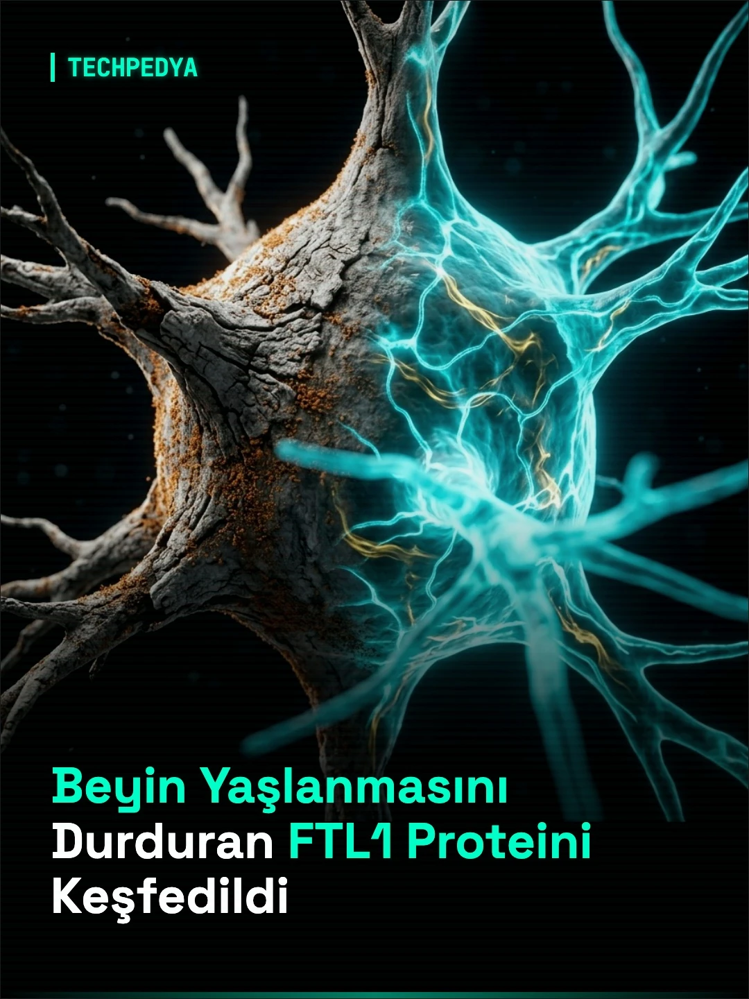 Beyin Yaşlanmasını Durduran FTL1 Proteini Keşfedildi