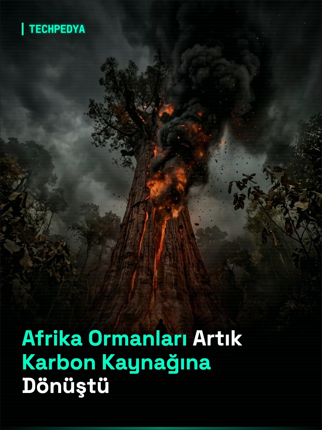 Afrika Ormanları Artık Karbon Kaynağına Dönüştü