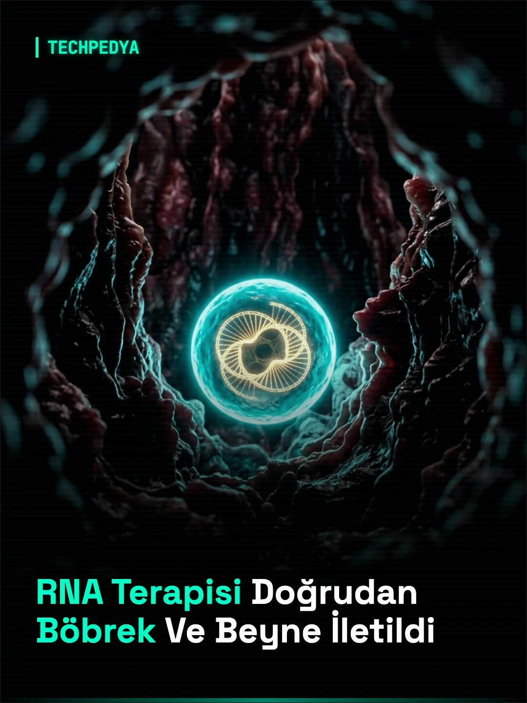 RNA Terapisi Doğrudan Böbrek Ve Beyne İletildi