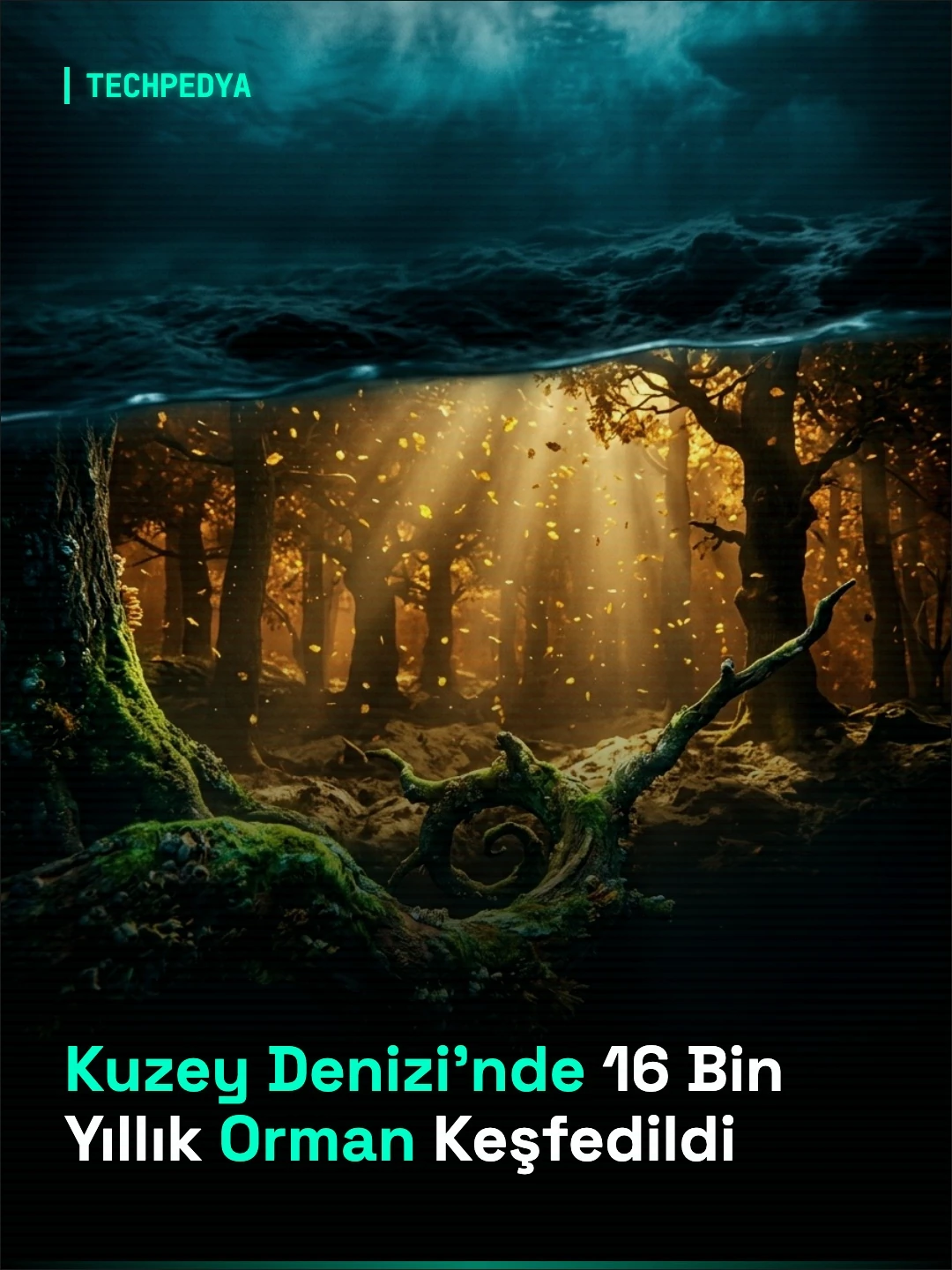 Kuzey Denizi'nde 16 Bin Yıllık Orman Keşfedildi