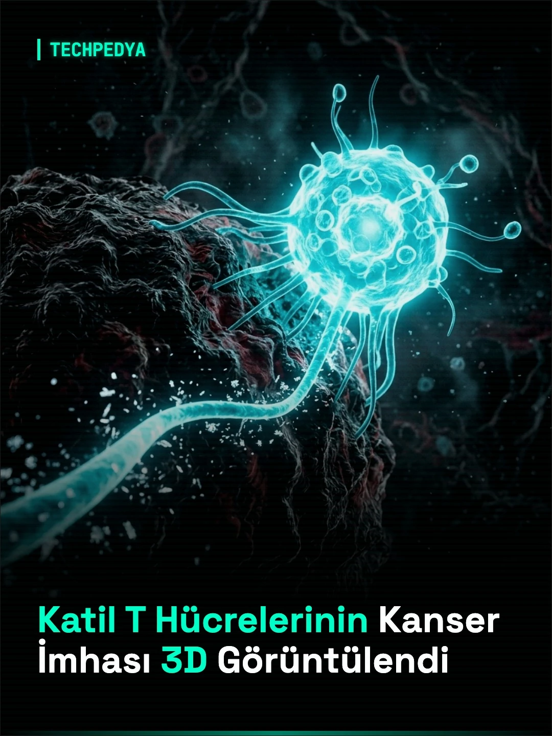 Katil T Hücrelerinin Kanser İmhası 3D Görüntülendi