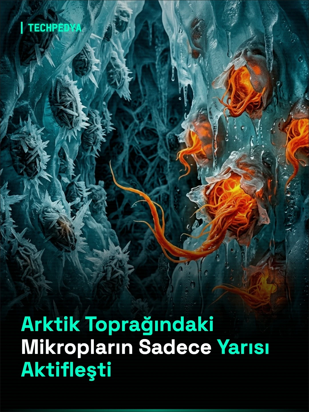 Arktik Toprağındaki Mikropların Sadece Yarısı Aktifleşti