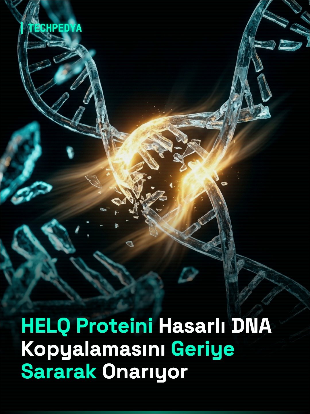 HELQ Proteini Hasarlı DNA Kopyalamasını Geriye Sararak Onarıyor