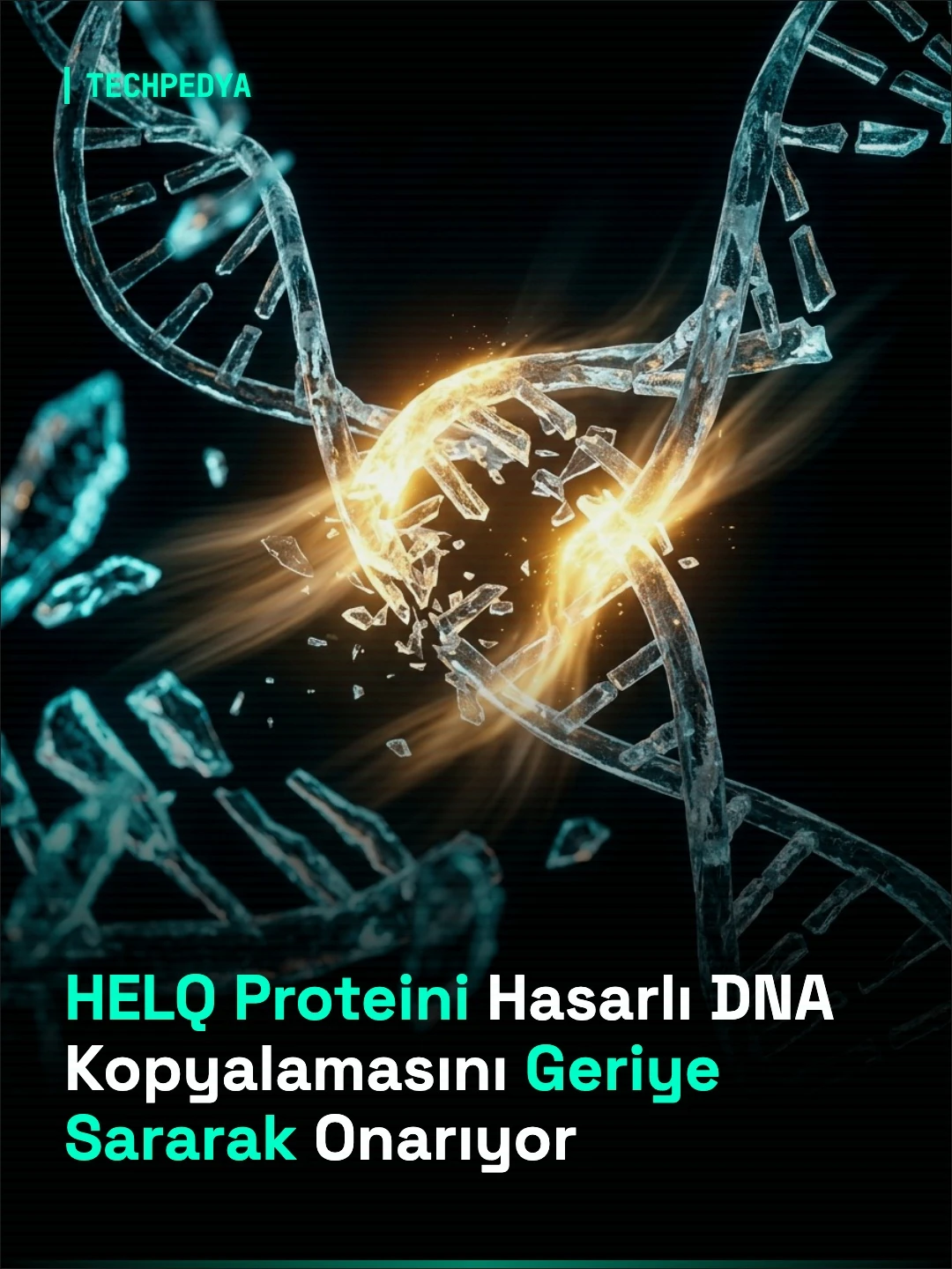 HELQ Proteini Hasarlı DNA Kopyalamasını Geriye Sararak Onarıyor