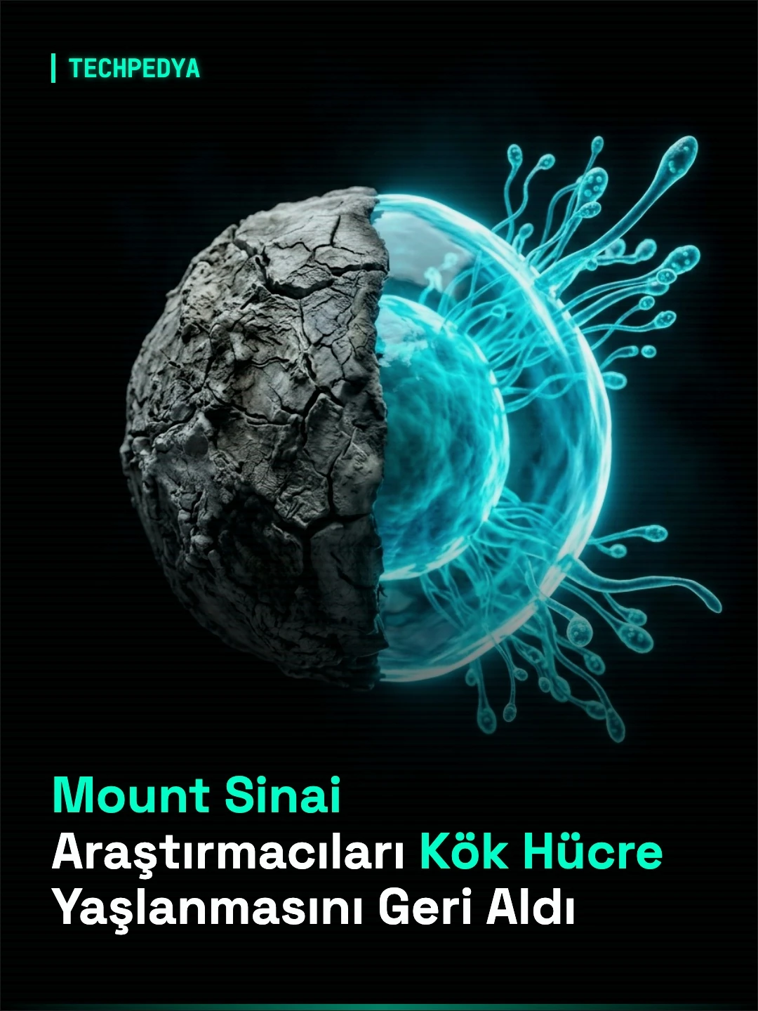 Mount Sinai Araştırmacıları Kök Hücre Yaşlanmasını Geri Aldı