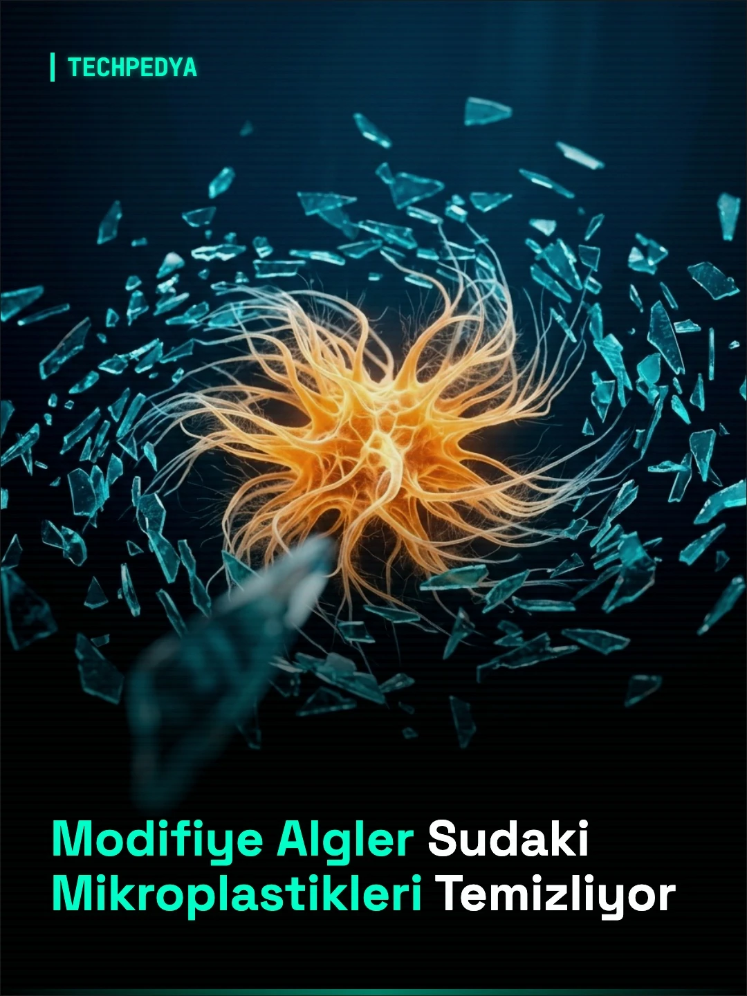 Modifiye Algler Sudaki Mikroplastikleri Temizliyor