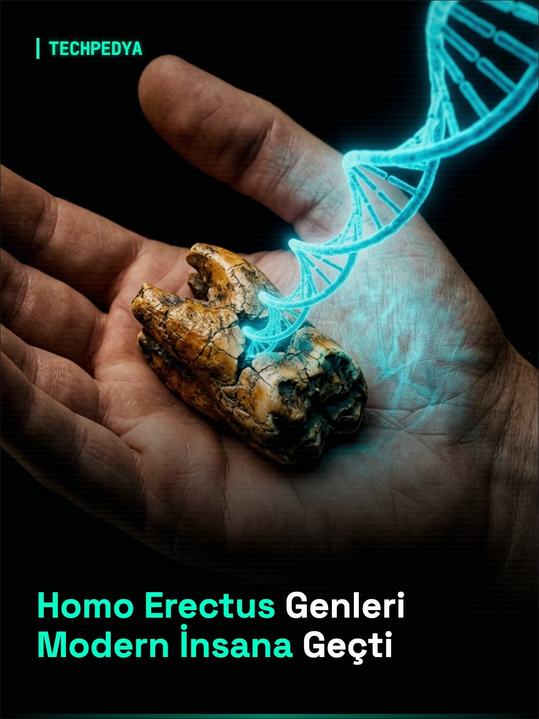 Homo Erectus Genleri Modern İnsana Geçti