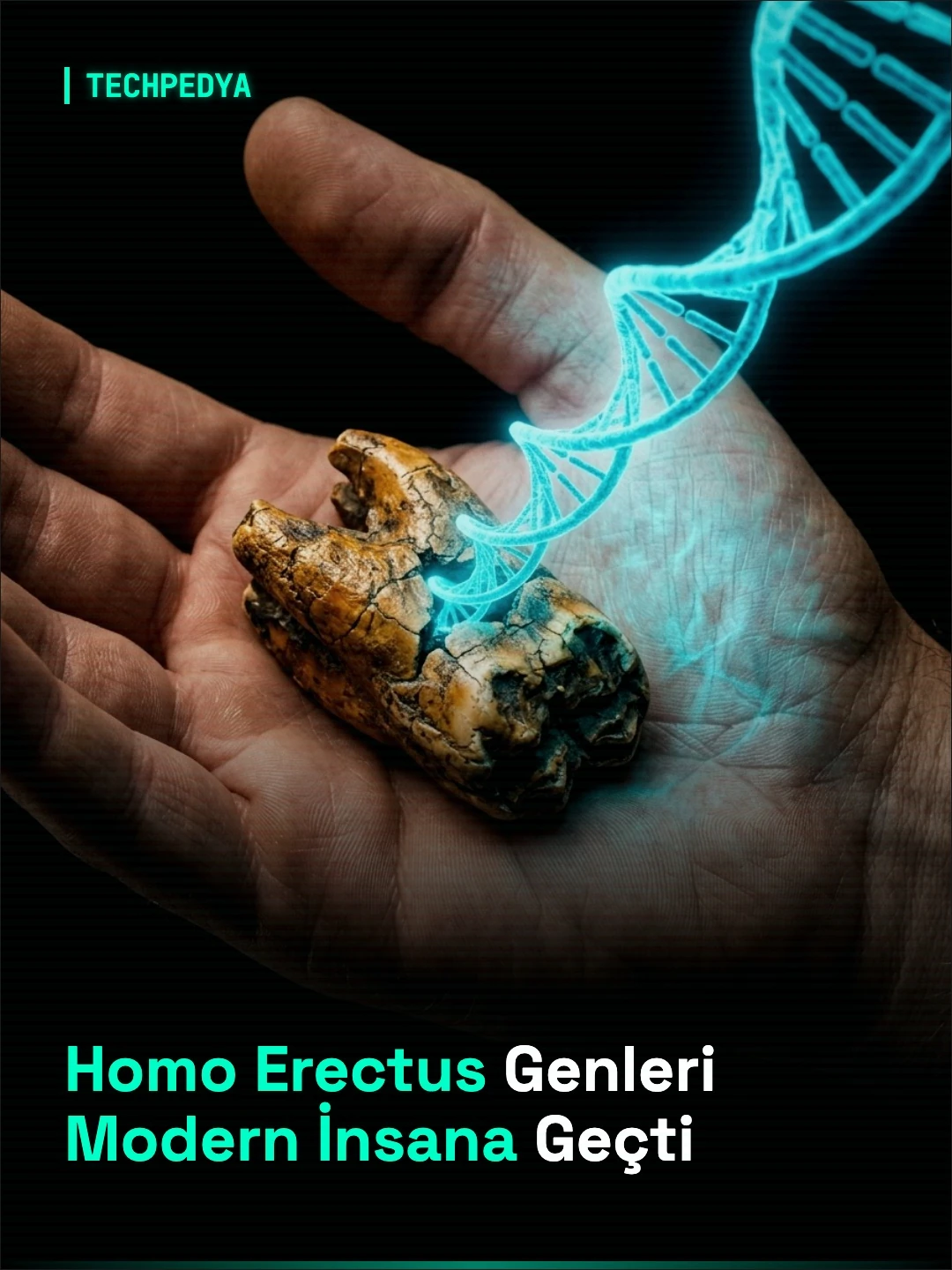 Homo Erectus Genleri Modern İnsana Geçti