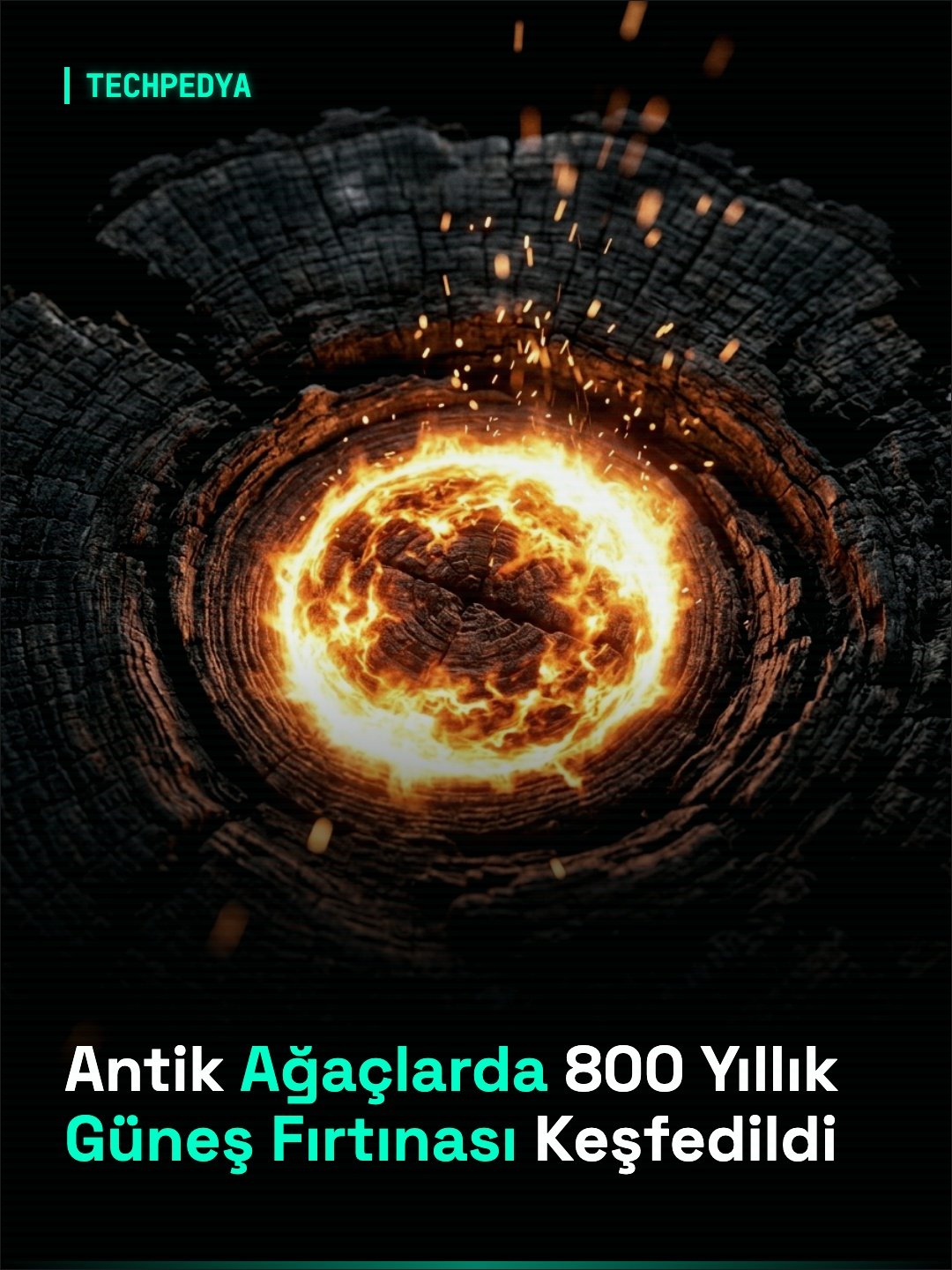 Antik Ağaçlarda 800 Yıllık Güneş Fırtınası Keşfedildi
