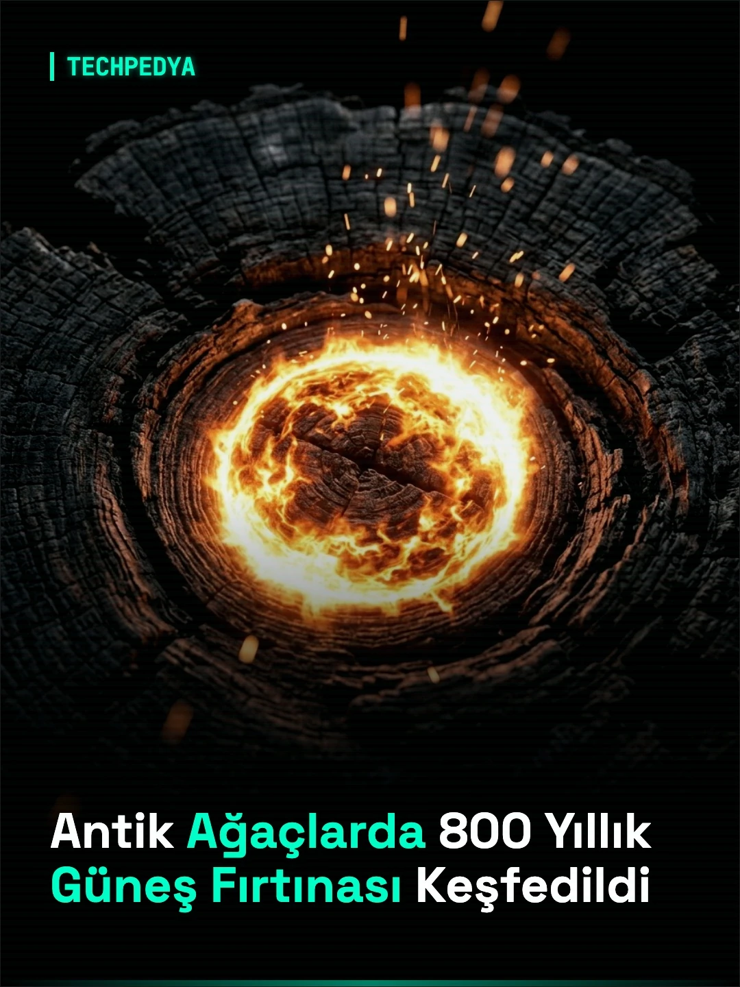 Antik Ağaçlarda 800 Yıllık Güneş Fırtınası Keşfedildi