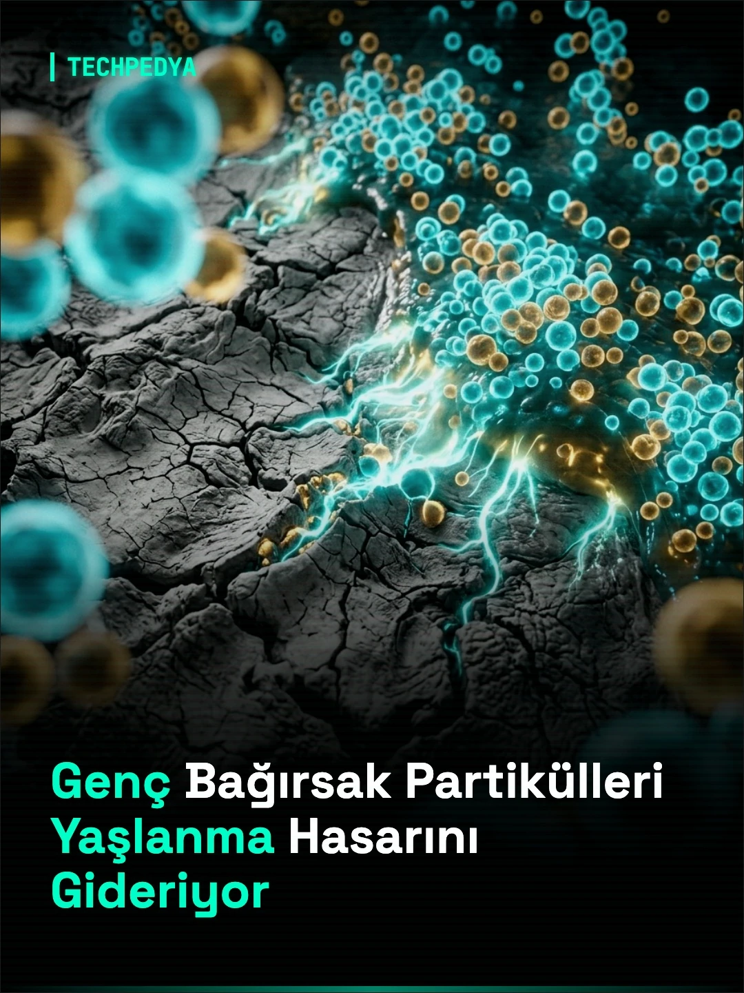 Genç Bağırsak Partikülleri Yaşlanma Hasarını Gideriyor