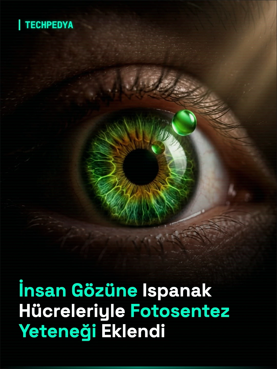 İnsan Gözüne Ispanak Hücreleriyle Fotosentez Yeteneği Eklendi