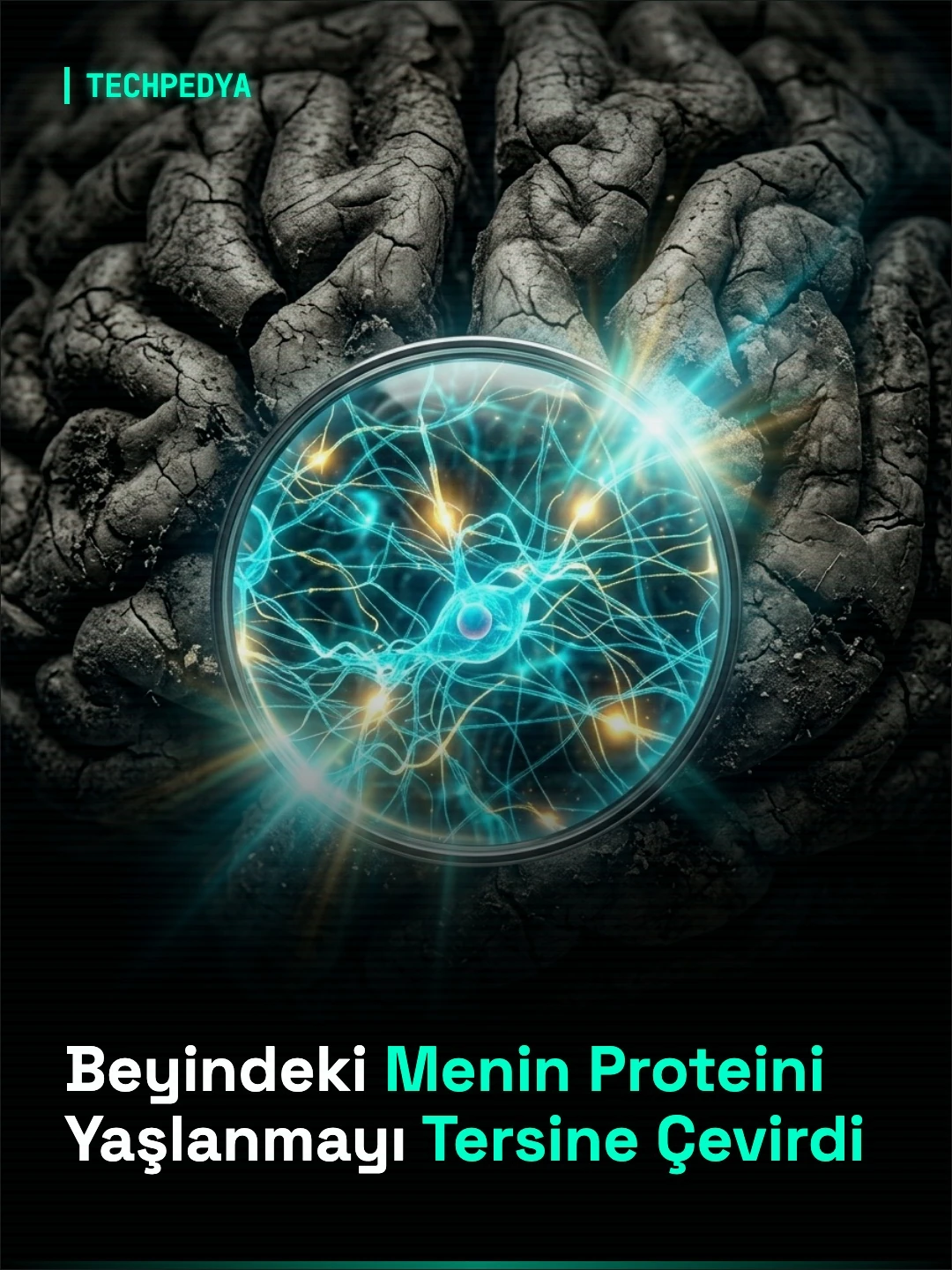 Beyindeki Menin Proteini Yaşlanmayı Tersine Çevirdi