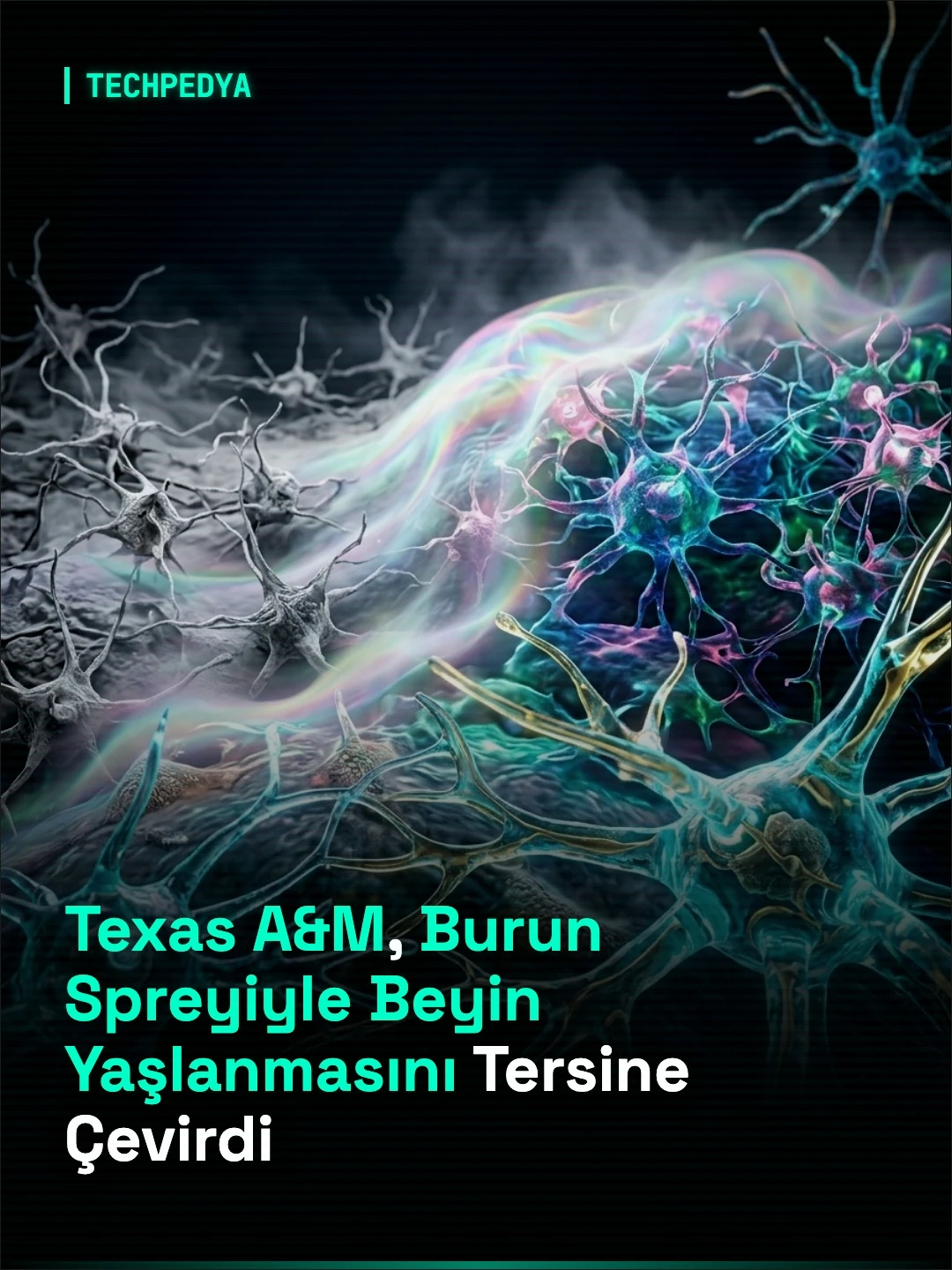 Texas A&M, Burun Spreyiyle Beyin Yaşlanmasını Tersine Çevirdi