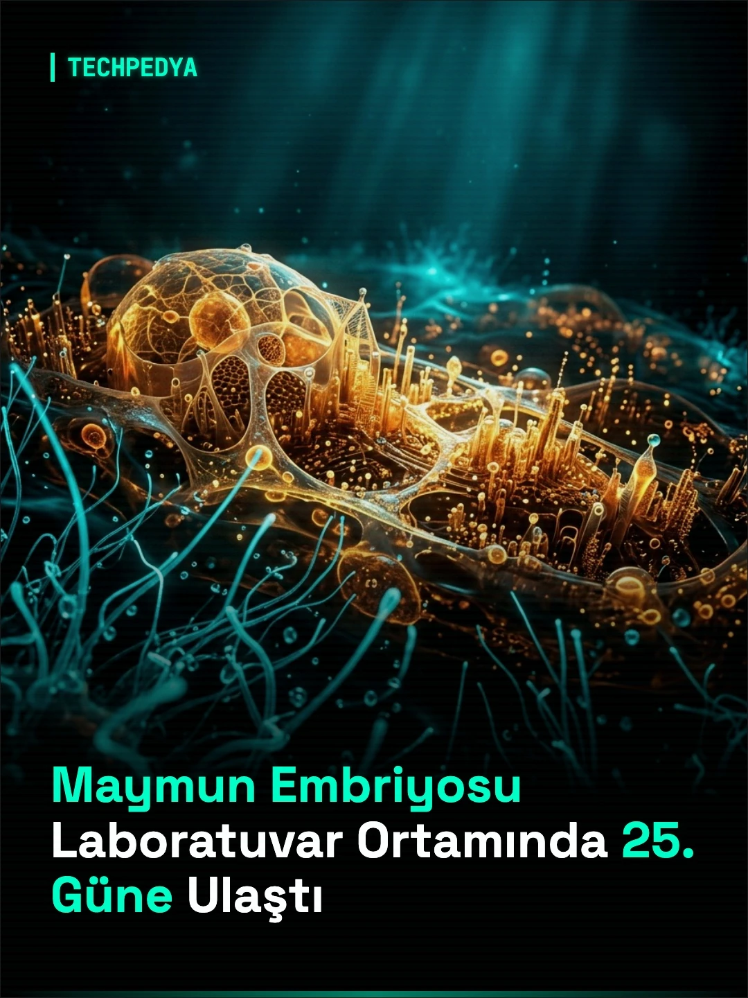 Maymun Embriyosu Laboratuvar Ortamında 25. Güne Ulaştı