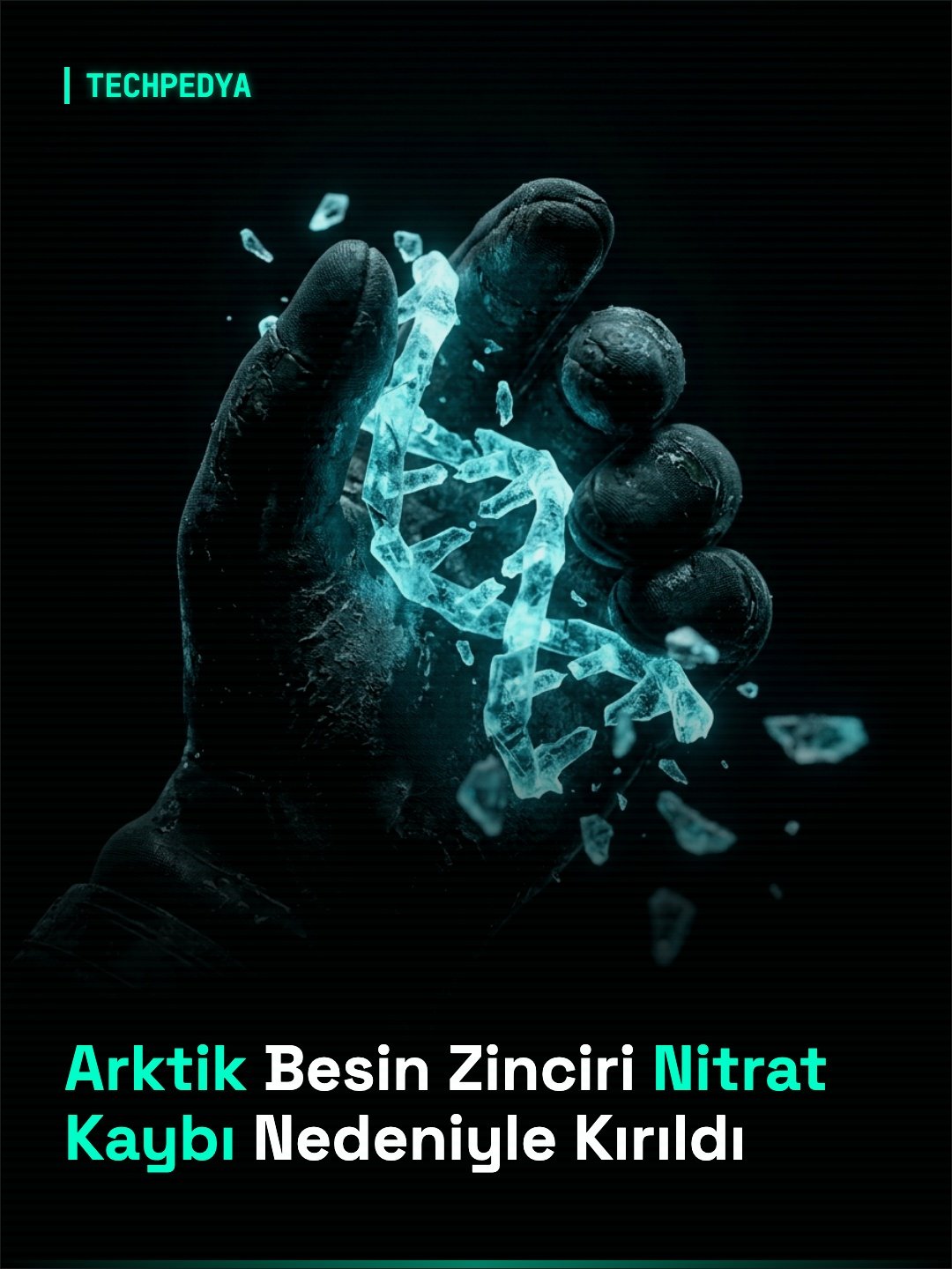 Arktik Besin Zinciri Nitrat Kaybı Nedeniyle Kırıldı