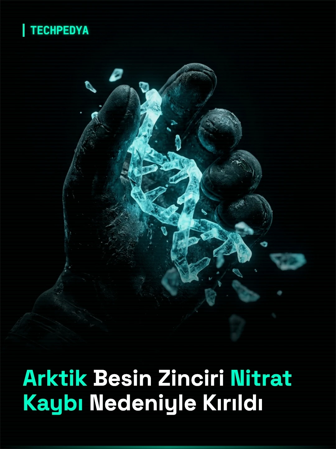 Arktik Besin Zinciri Nitrat Kaybı Nedeniyle Kırıldı