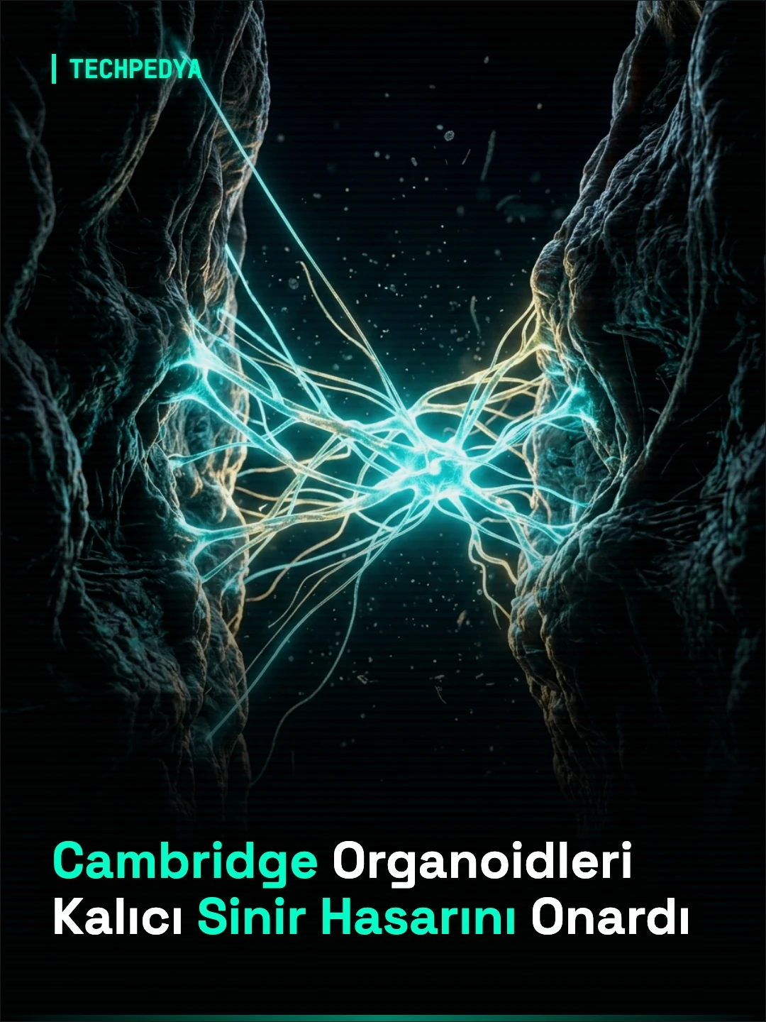 Cambridge Organoidleri Kalıcı Sinir Hasarını Onardı