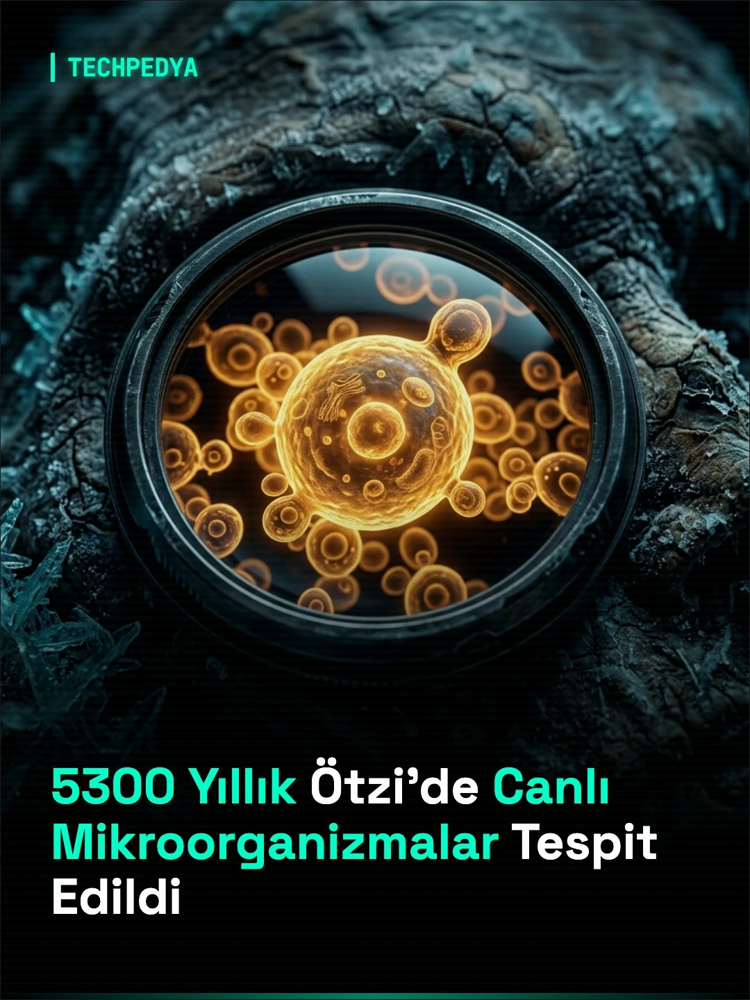 5300 Yıllık Ötzi'de Canlı Mikroorganizmalar Tespit Edildi