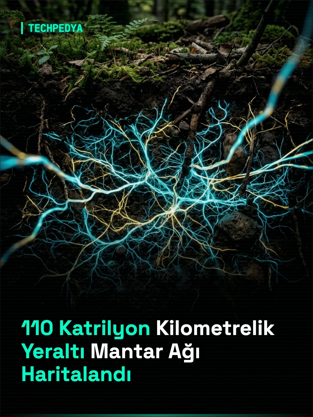 110 Katrilyon Kilometrelik Yeraltı Mantar Ağı Haritalandı