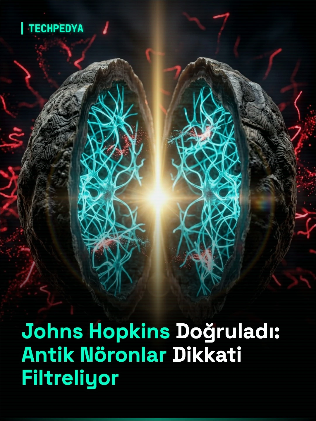 Johns Hopkins Doğruladı: Antik Nöronlar Dikkati Filtreliyor