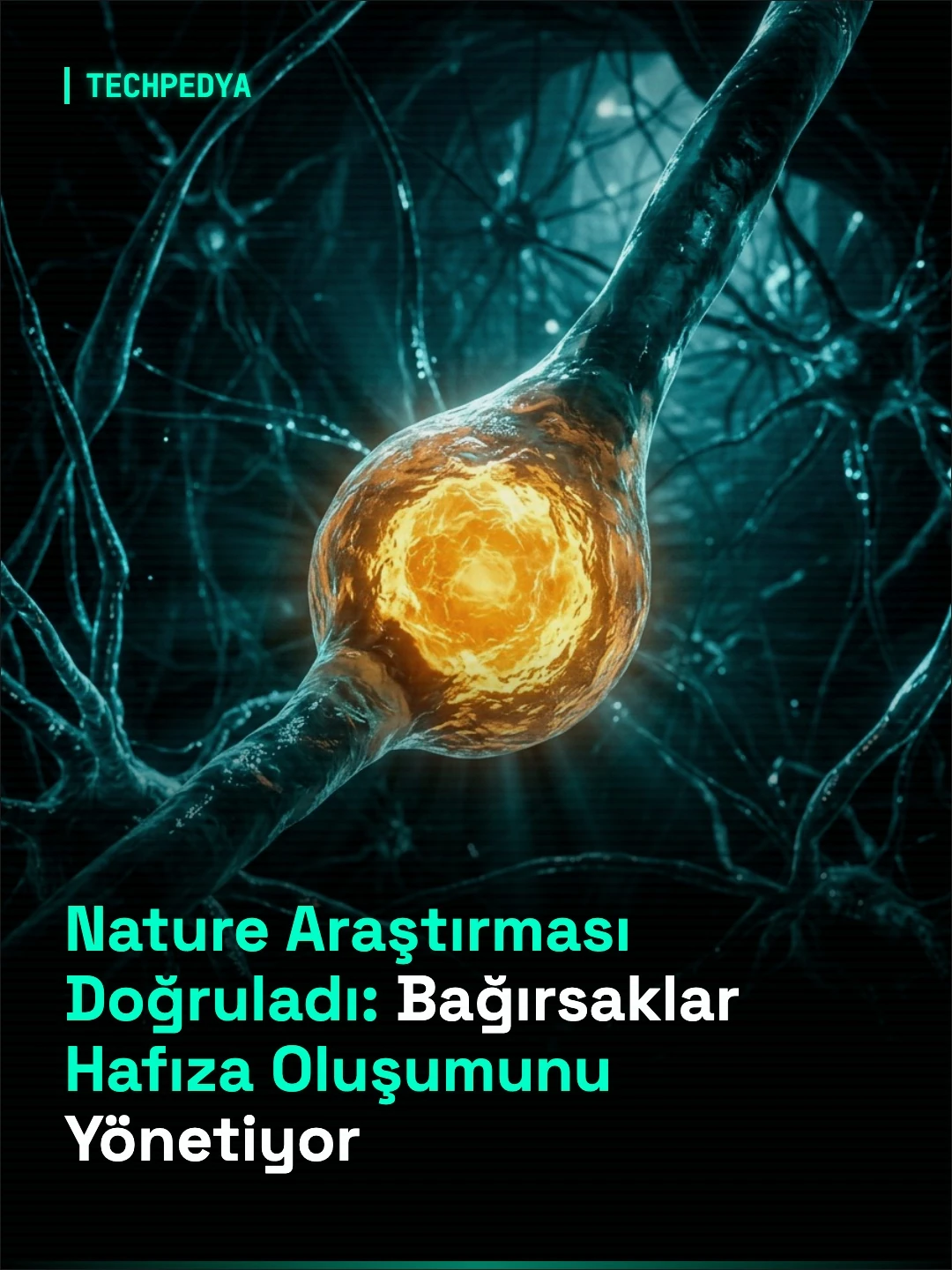 Nature Araştırması Doğruladı: Bağırsaklar Hafıza Oluşumunu Yönetiyor