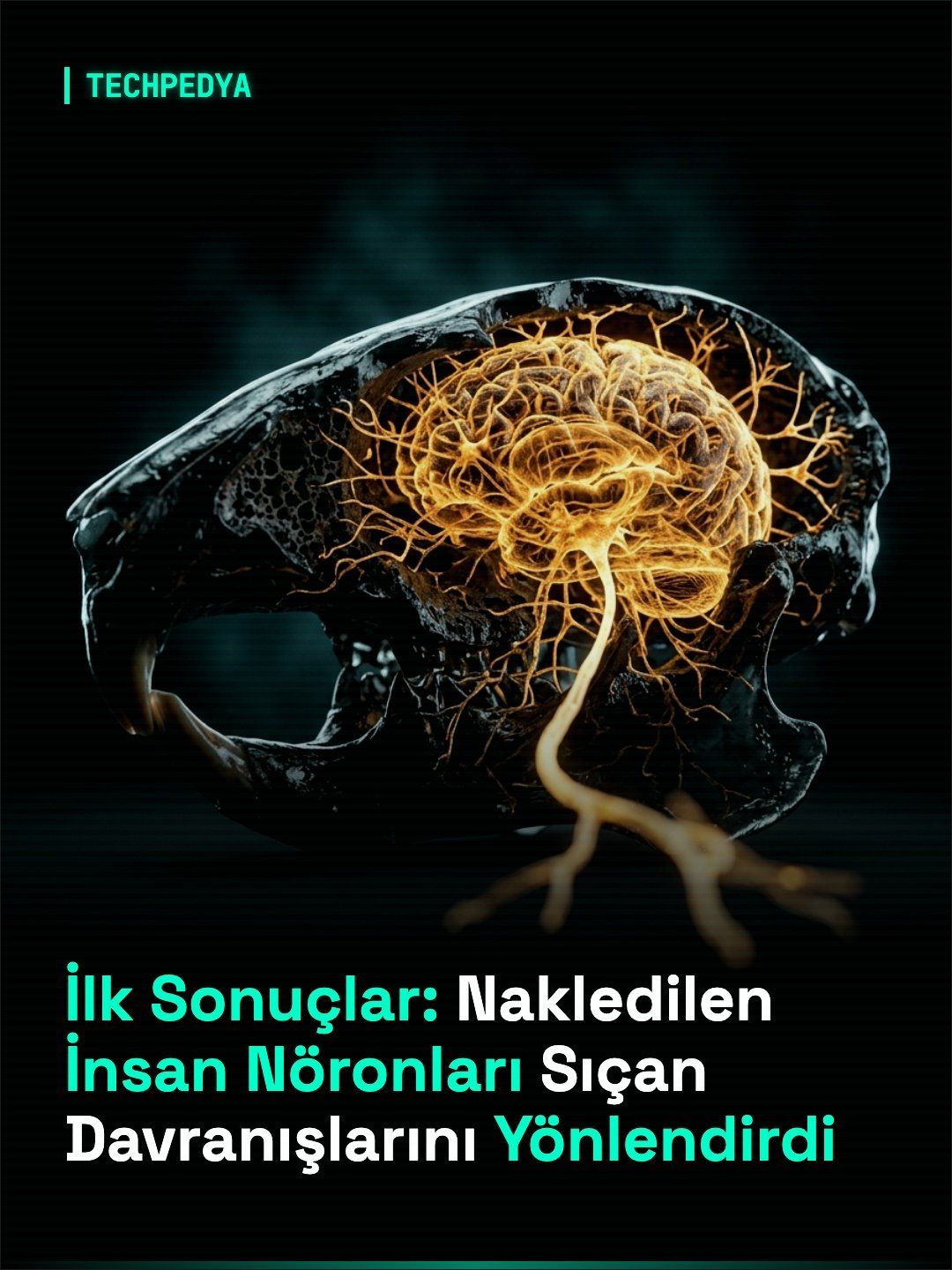 İlk Sonuçlar: Nakledilen İnsan Nöronları Sıçan Davranışlarını Yönlendirdi