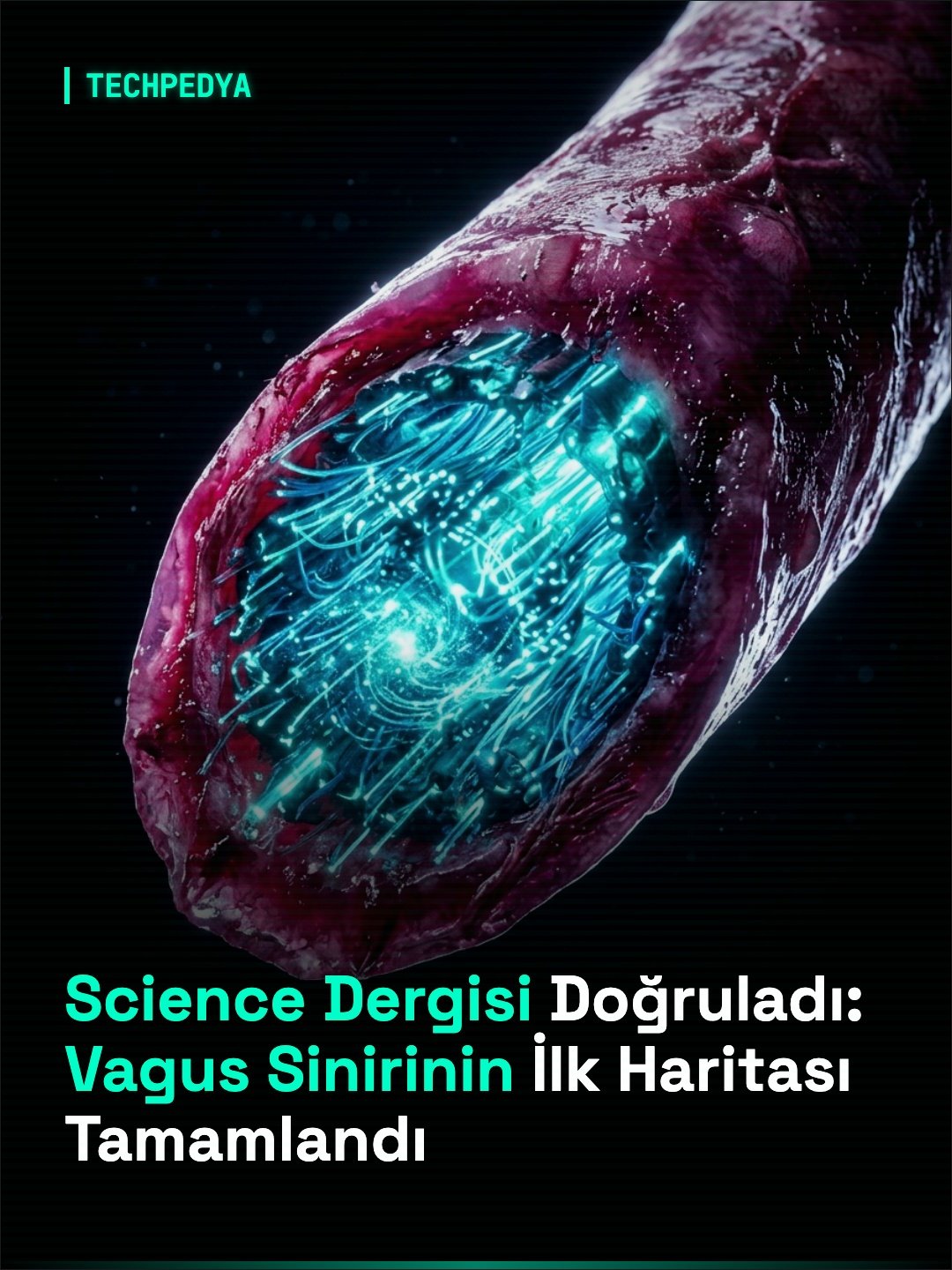 Science Dergisi Doğruladı: Vagus Sinirinin İlk Haritası Tamamlandı