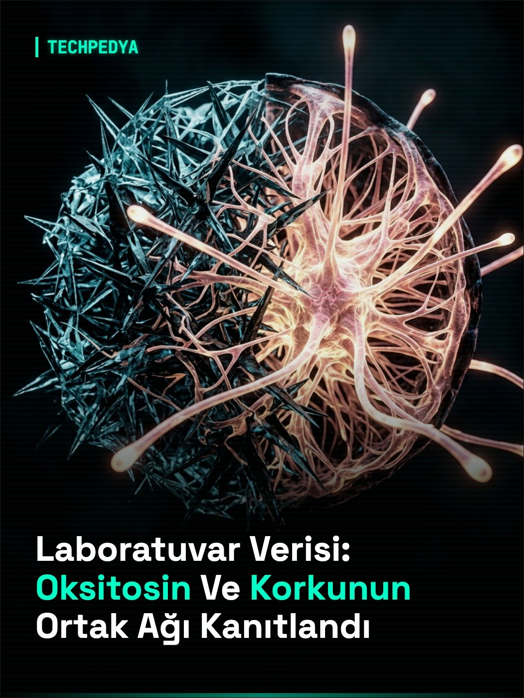 Laboratuvar Verisi: Oksitosin Ve Korkunun Ortak Ağı Kanıtlandı