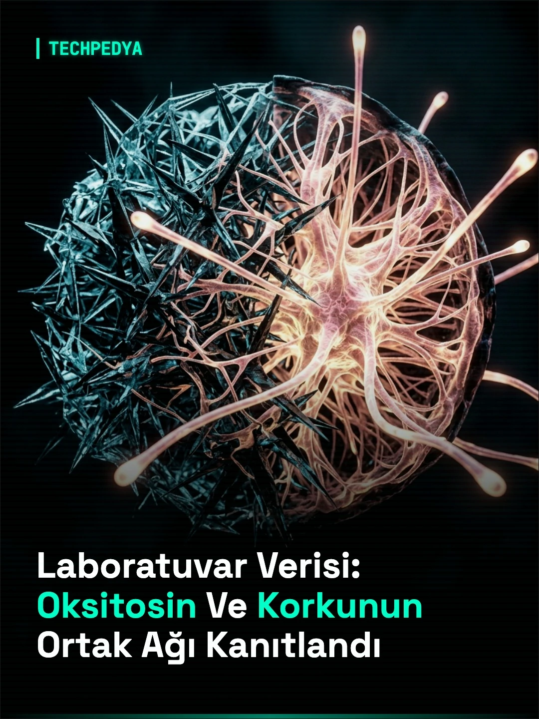 Laboratuvar Verisi: Oksitosin Ve Korkunun Ortak Ağı Kanıtlandı