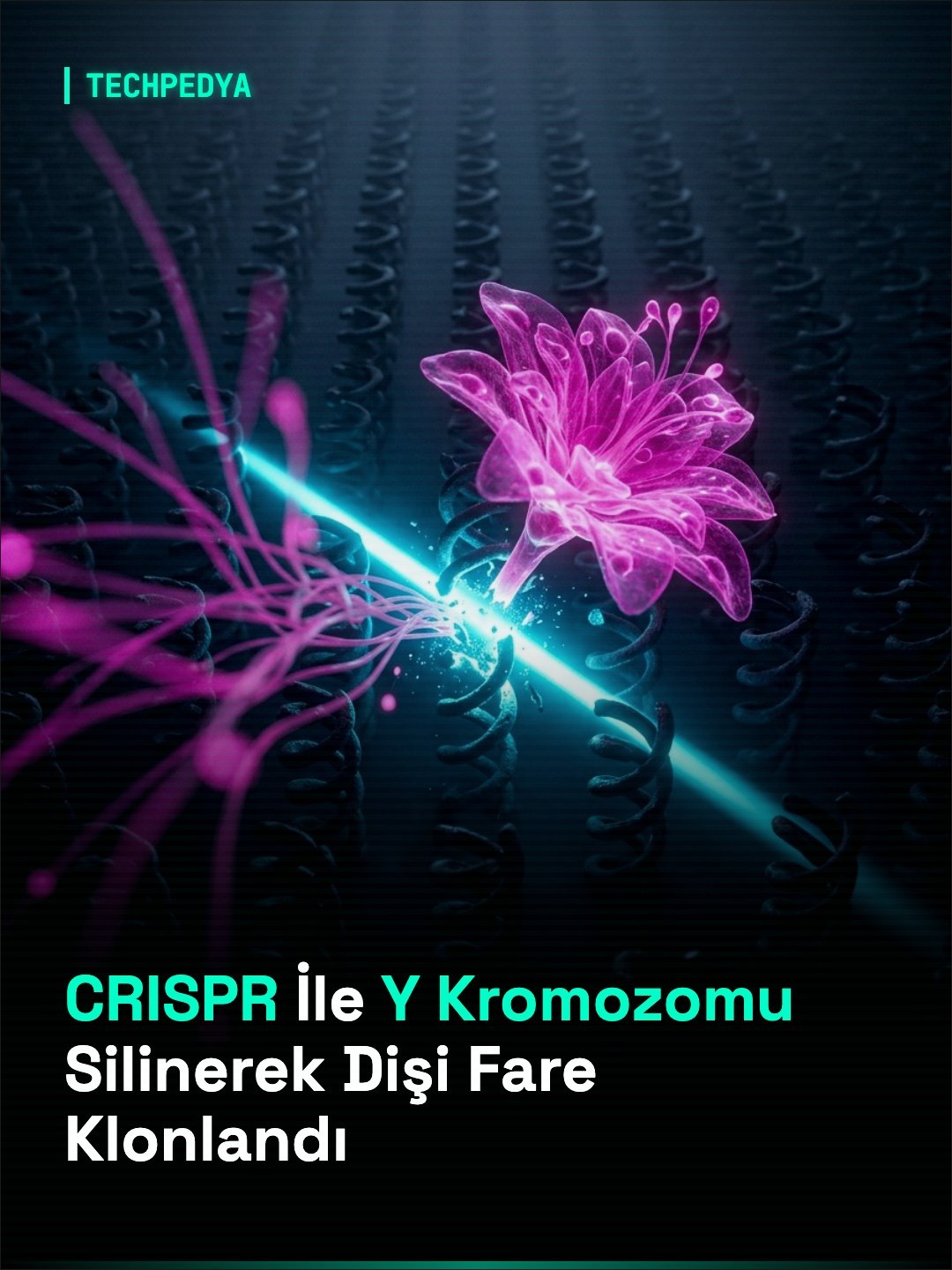 CRISPR İle Y Kromozomu Silinerek Dişi Fare Klonlandı