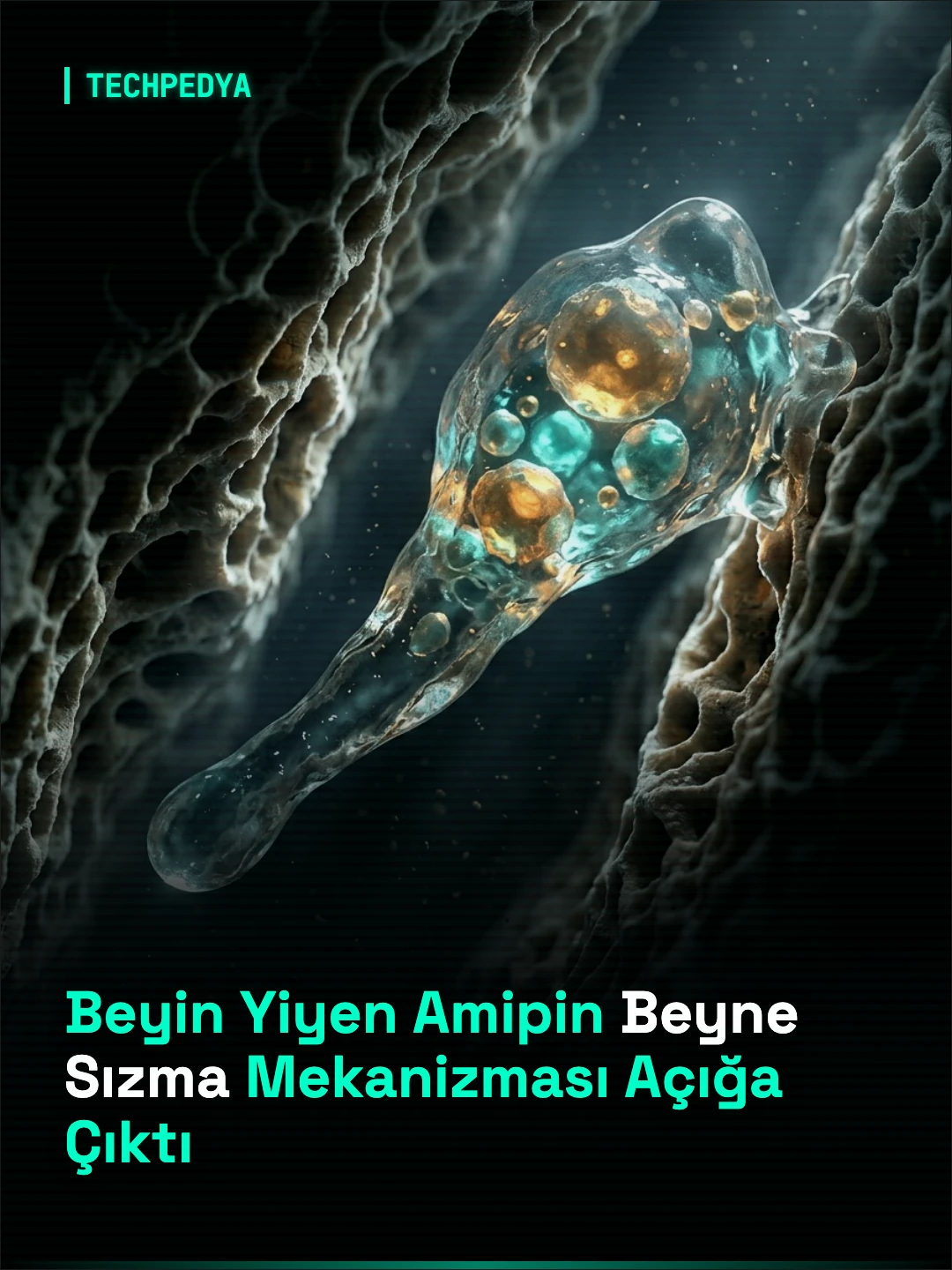 Beyin Yiyen Amipin Beyne Sızma Mekanizması Açığa Çıktı