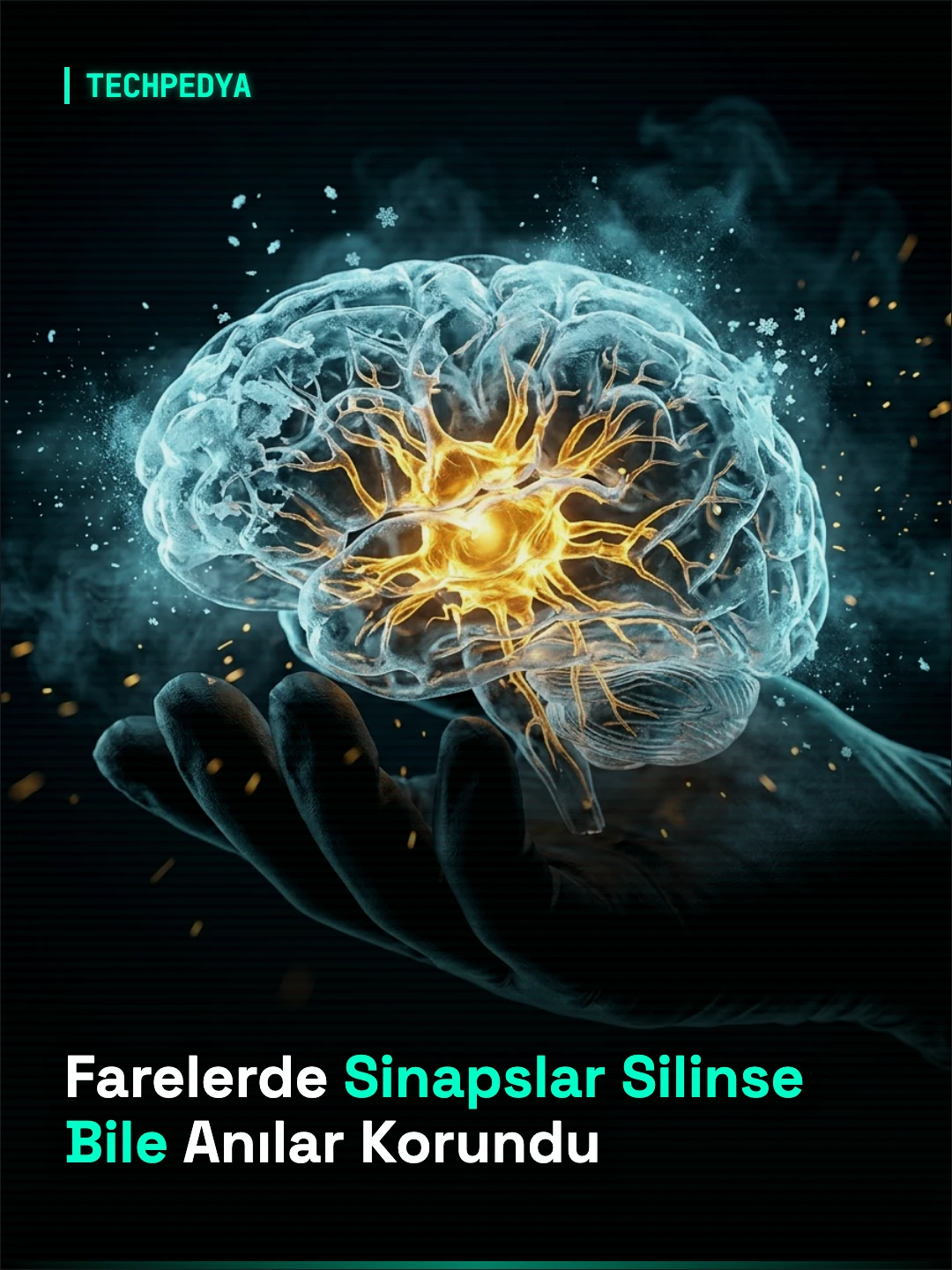 Farelerde Sinapslar Silinse Bile Anılar Korundu