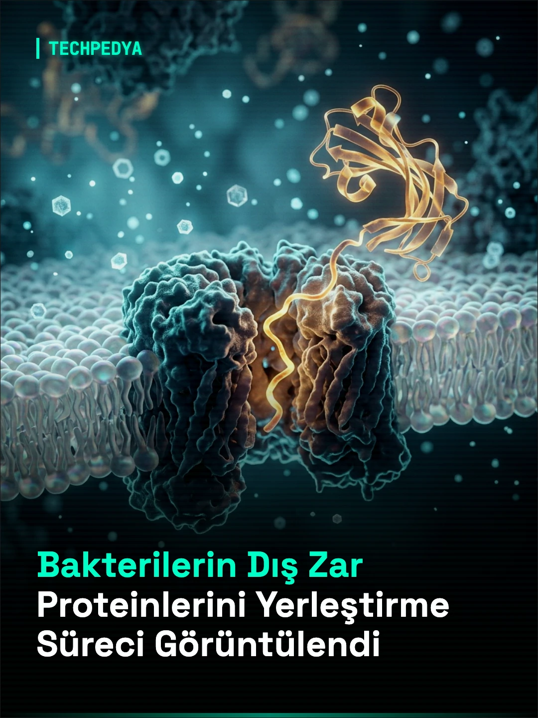 Bakterilerin Dış Zar Proteinlerini Yerleştirme Süreci Görüntülendi