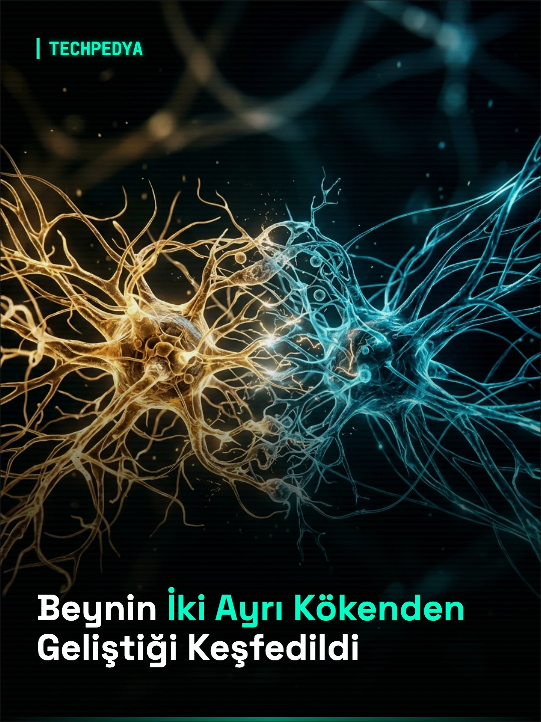 Beynin İki Ayrı Kökenden Geliştiği Keşfedildi