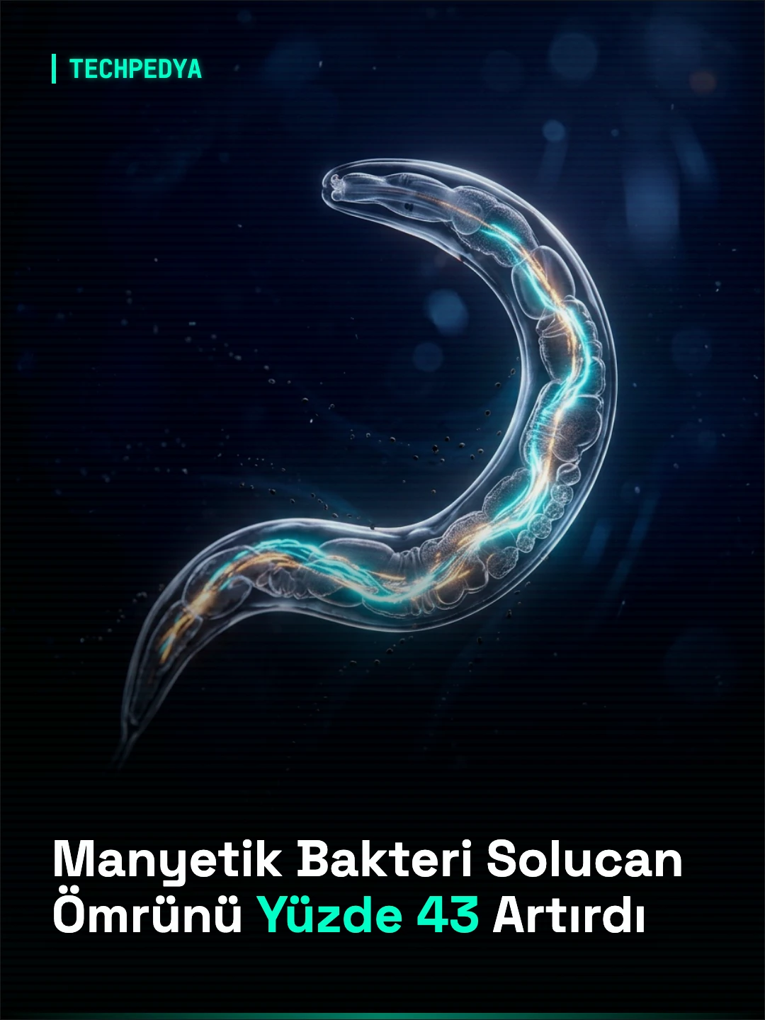 Manyetik Bakteri Solucan Ömrünü Yüzde 43 Artırdı