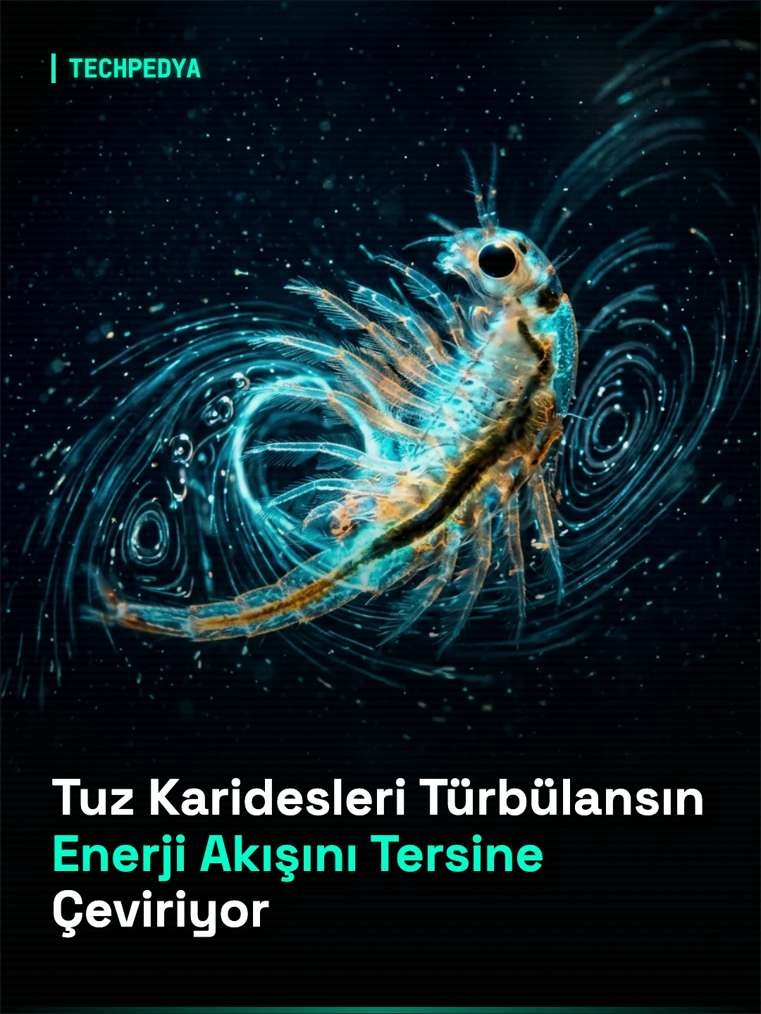 Tuz Karideslerinin Yüzme Açısı Türbülans Sistemlerindeki Enerji Akışını Tersine Çevirebiliyor